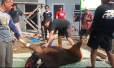 Semangat Iduladha, Yayasan Nurul Basmalah Purwadana Sembelih 1 Ekor Sapi Kurban