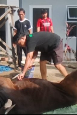 Semangat Iduladha, Yayasan Nurul Basmalah Purwadana Sembelih 1 Ekor Sapi Kurban
