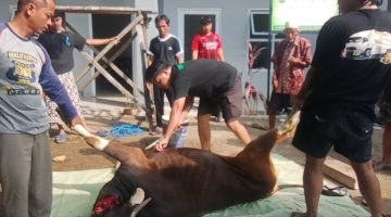 Semangat Iduladha, Yayasan Nurul Basmalah Purwadana Sembelih 1 Ekor Sapi Kurban